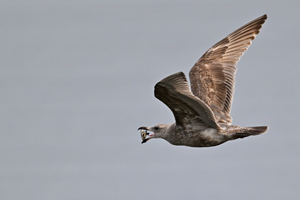 Glaucous-winged Gull
